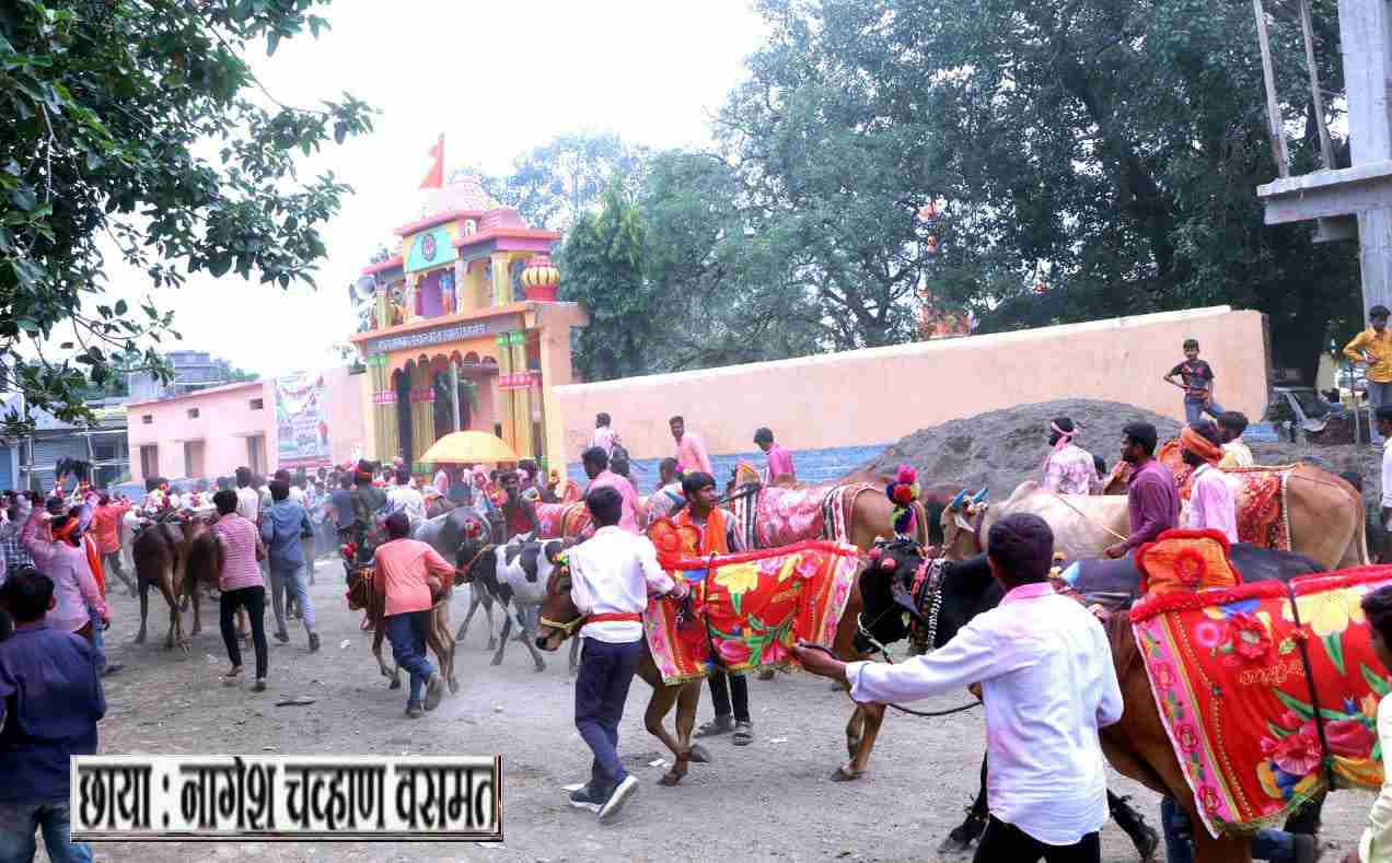 गोरखनाथ वाई येथे दरवर्षीप्रमाणे याही वर्षी बैलपोळा मोठ्या उत्साहात संपन्न